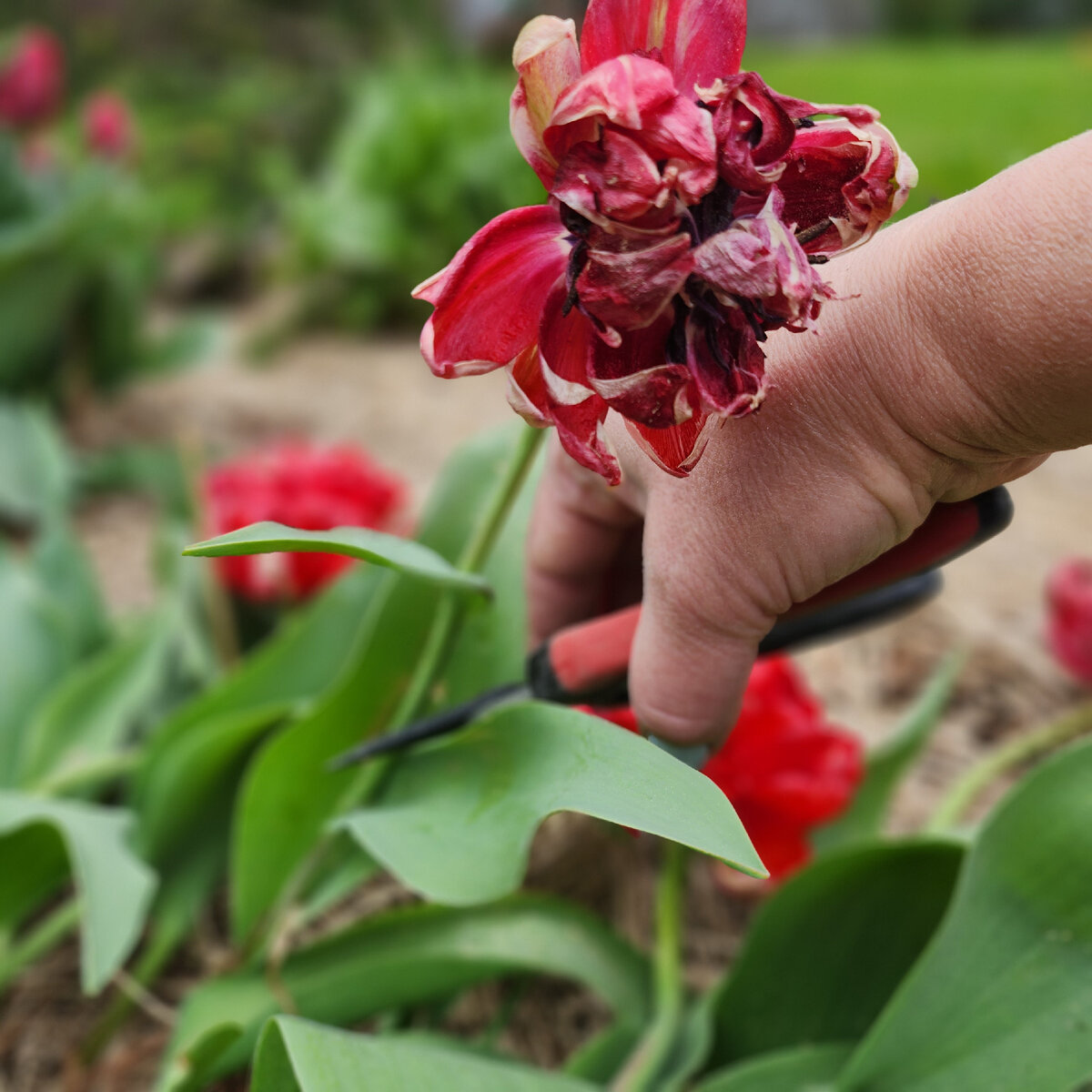 Urobte to hneď po odkvitnutí tulipánov. V budúcom roku budú obrovské